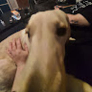 Meet your Posher, Morgan